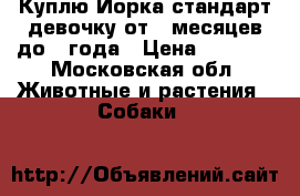 Куплю Йорка стандарт девочку от 6 месяцев до 1 года › Цена ­ 6 000 - Московская обл. Животные и растения » Собаки   